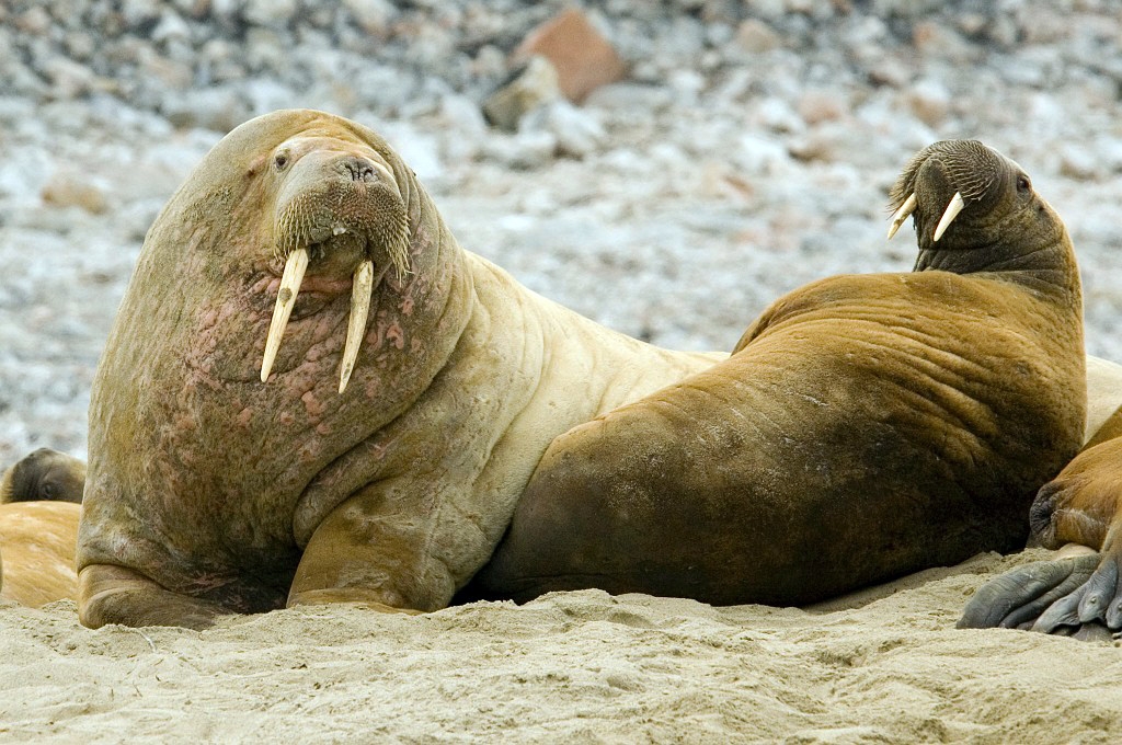 2507  Hvalros17.jpg - Walrus (Odobenus rosmarus) Hvalros, Spitsbergen Norway July 2008